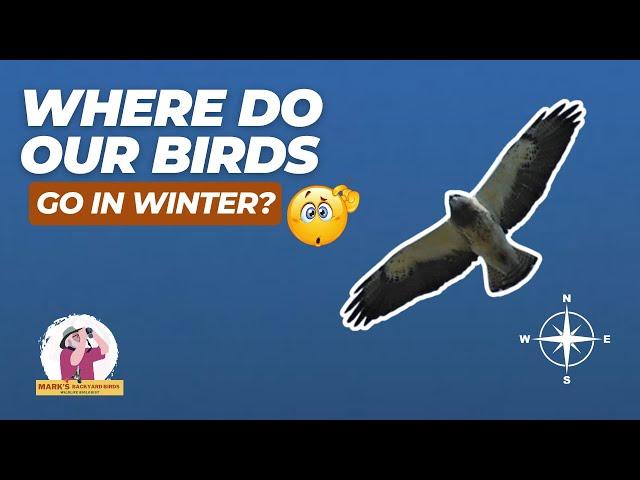 Where Do Our Birds Go in Winter?