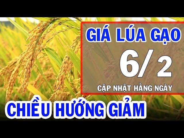 Giá lúa gạo hôm nay 6/2/2024: Bảng giá lúa, giá gạo mới nhất | Bản Tin Nhà Nông