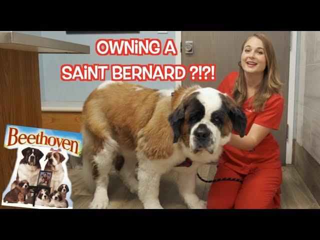 Owning a Saint Bernard?!? | What you need to know!!!