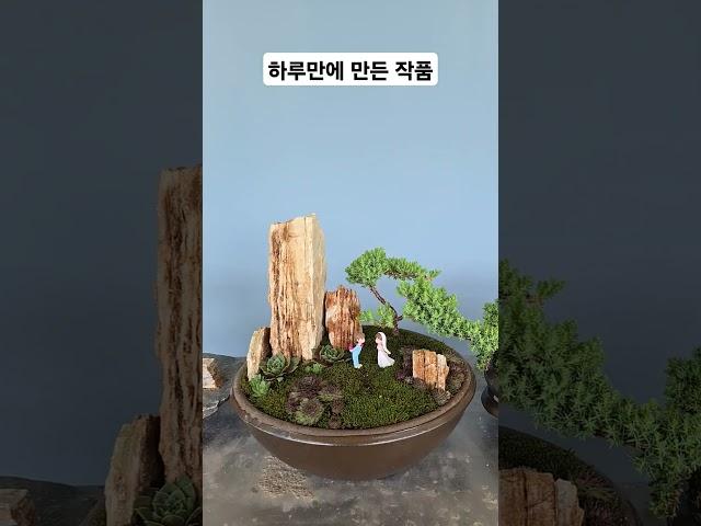 탑석  석부작 수강받아보세요 #바위솔 #용설