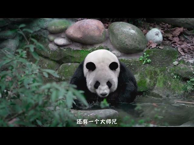 成都周边4个熊猫基地，到底去看哪个__一次性讲清楚！4 panda bases around Chengdu