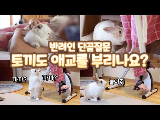 Can Rabbits Act Cute Like Dogs? Life With A Sticky Rabbit!