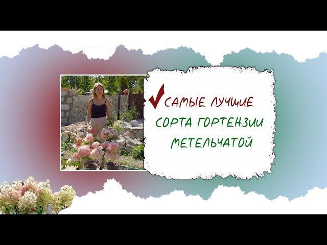 САМЫЕ ЛУЧШИЕ СОРТА ГОРТЕНЗИИ МЕТЕЛЬЧАТОЙ  + ОБЗОР НОВИНОК