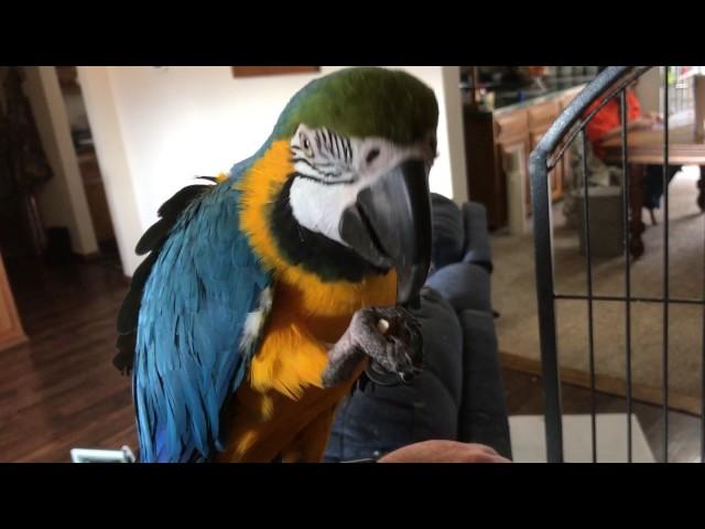 Charley the parrot (blue & gold macaw) talking and eating an almond.