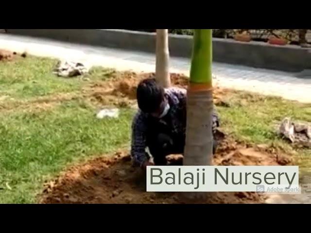 Landscaping Services in Sainik Farms by Balaji Nursery