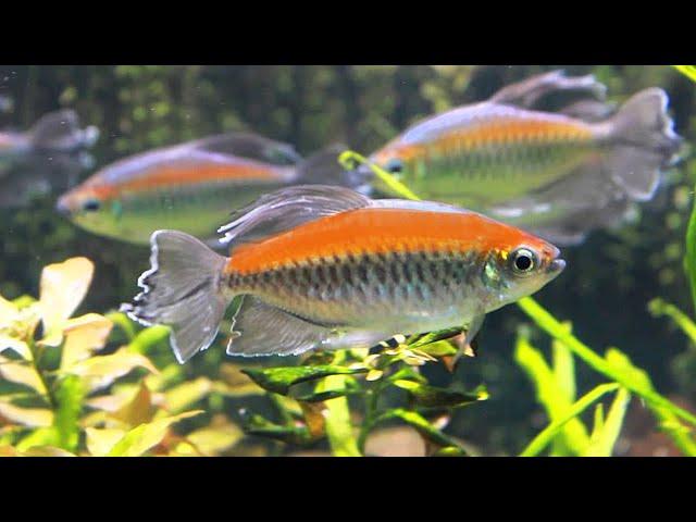 17 Jenis Ikan hias Tetra tercantik untuk aquarium