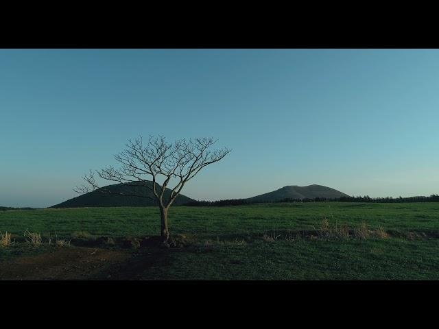 제주도 왕따나무 - 제주도 드론영상 - Lone Tree 20210326 aerial korea