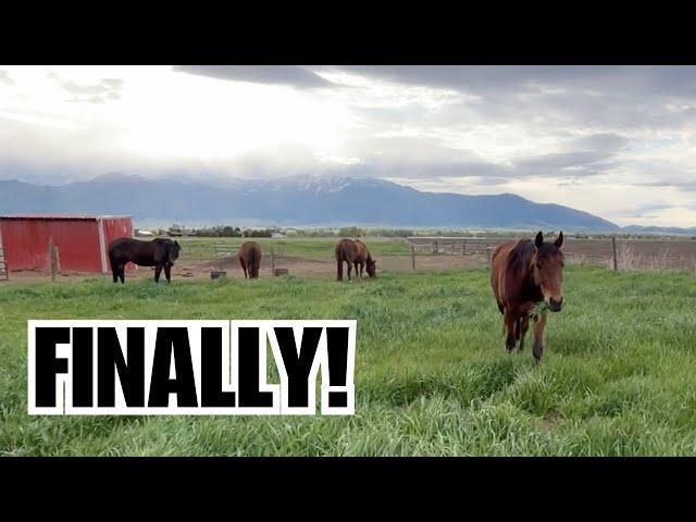 The horses first day out on pasture!  ️ They LOVED it! ️