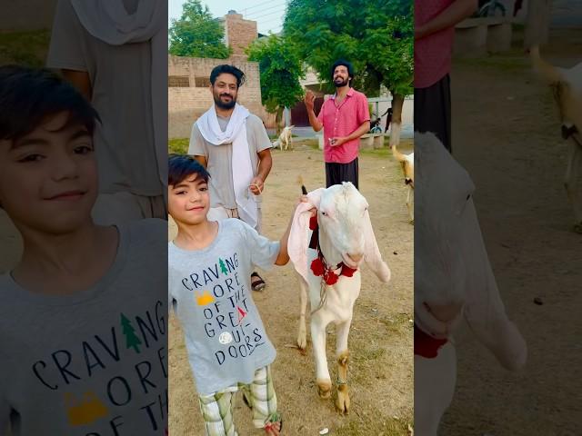 kaya saim qurbani k liy bakra ly pay ga #shorts #bakraeid #bakramandi #ytshorts #trending