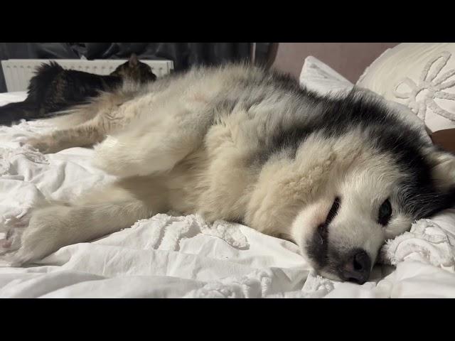 Happy Elderly Dog Retires And Becomes A Duvet Dog Bungalow Living