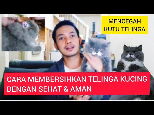 CARA MEMBERSIHKAN TELINGA KUCING DENGAN BAIK DAN AMAN BEBAS KUTU TELINGA