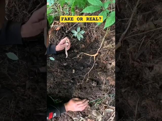 Fake or Real? #ginseng #chinesefolktale #chinesebelief #rumors #fake #real  #unbelievable