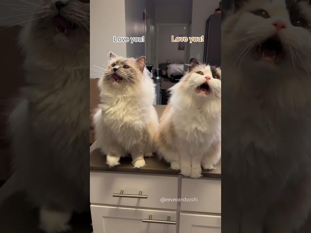 Their synchronized meows get me every time