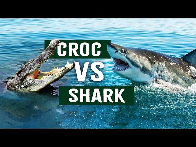 Shark Vs Croc: Which Is The Most Deadliest Apex Predator? | Wildlife Documentary