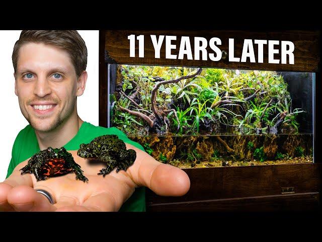 Fire-Bellied Toads 11 Years Later - An Emotional Journey