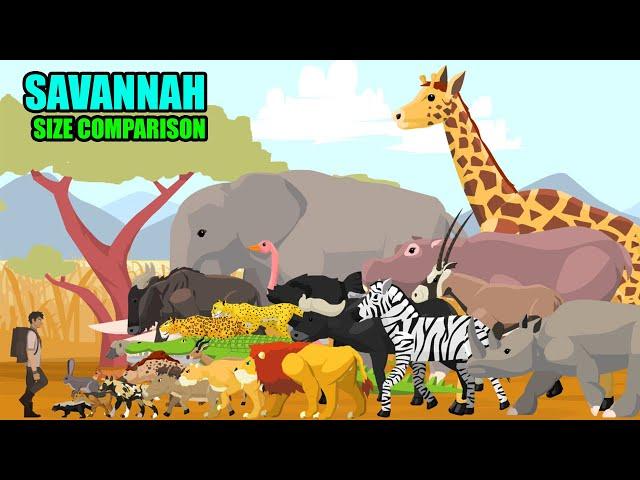 Savannah Animals Size Comparison | Animal Animation