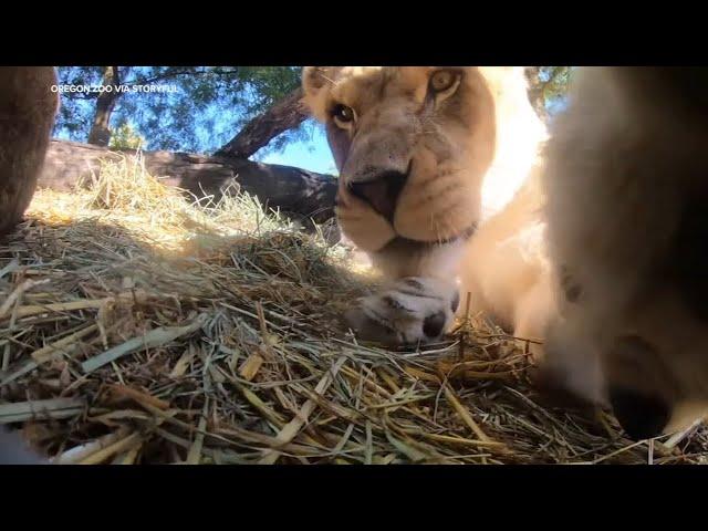 Lions find hidden camera in Oregon Zoo enclosure