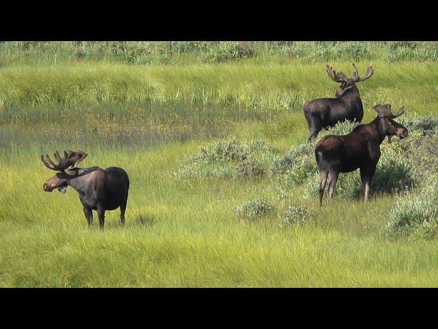 Three Bull Moose at Sheep Lakes in the Rocky Mountain National Park