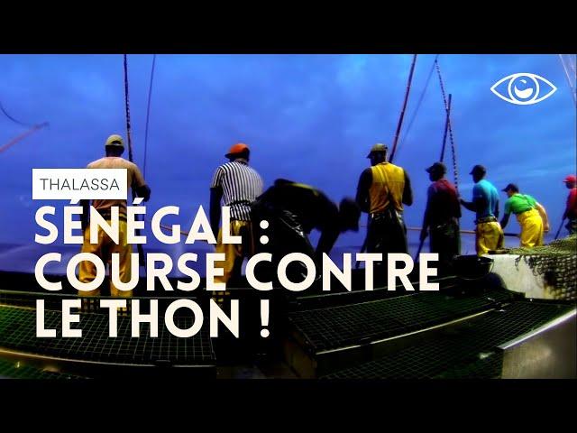 Course contre le thon - Thalassa