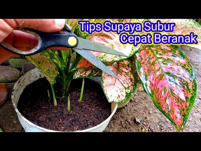 Tips Merawat Aglaonema Agar Subur Cepat Beranak