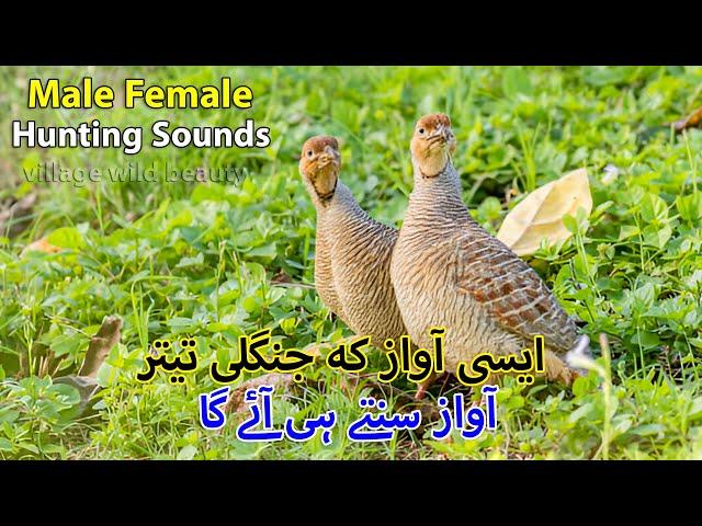 Teetar Shikar ki Awaz | Francolin Pair Hunting Voice | Female Teetar Voice | Partridge Pair Sounds