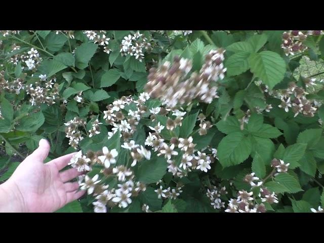 Вилд самый ранний сорт ежевики.