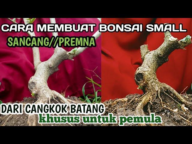 MAKE BONSAI SANCANG / (PREMNA) SMALL ️ FROM THE GRADUATE RESULTS