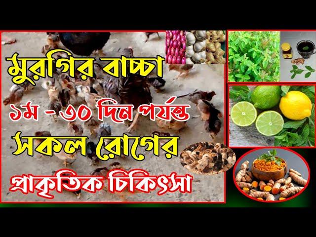 ১দিন থেকে ৩০দিন পর্যন্ত দেশি মুরগির বাচ্চার সকল রোগের প্রাকৃতিক চিকিৎসা || পরিবারের বিভিন্ন কাজ ||