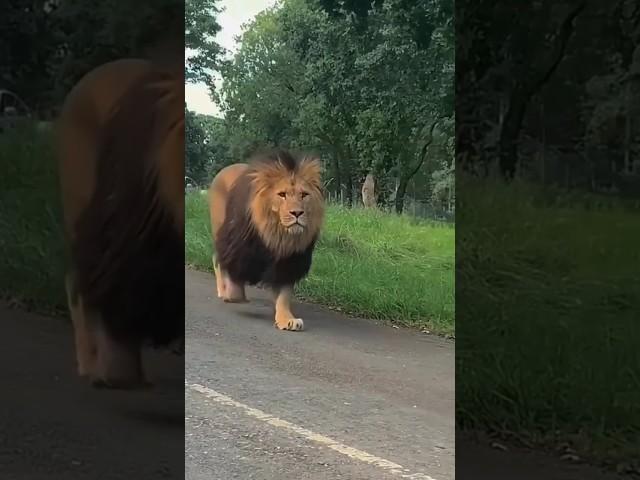 Most Dangerous Lion  / National Geographic / #youtubeshorts #viralshorts  #nationalgeographic