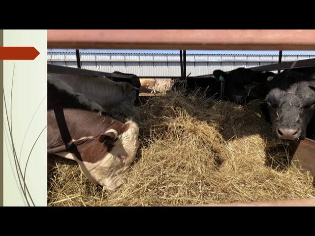 Гавный технолог ООО «Агротехнопарк Развильное»: «Рационы эффективного откорма КРС»
