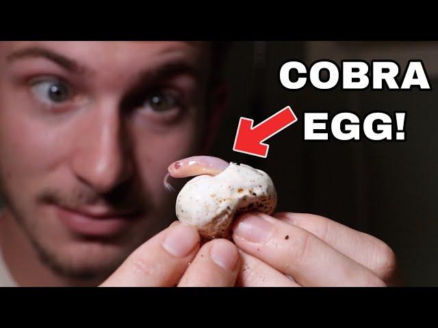 HATCHING COBRA EGGS!!!