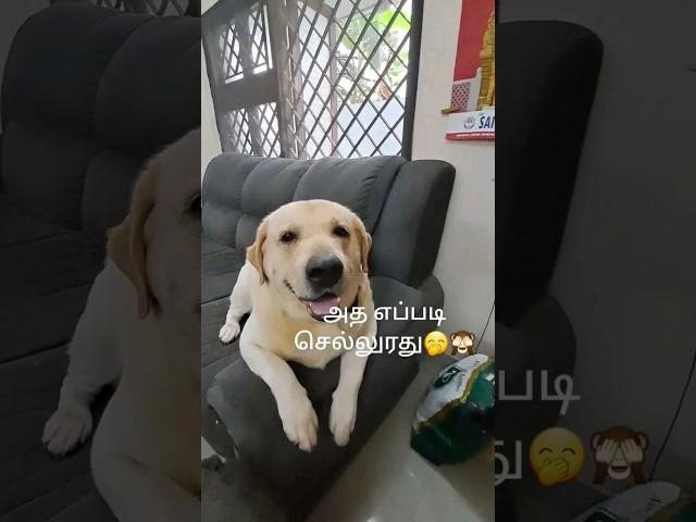 அப்படி என்ன தப்பு அது #chottu regret for his mistake  #dogs #puppy #pets