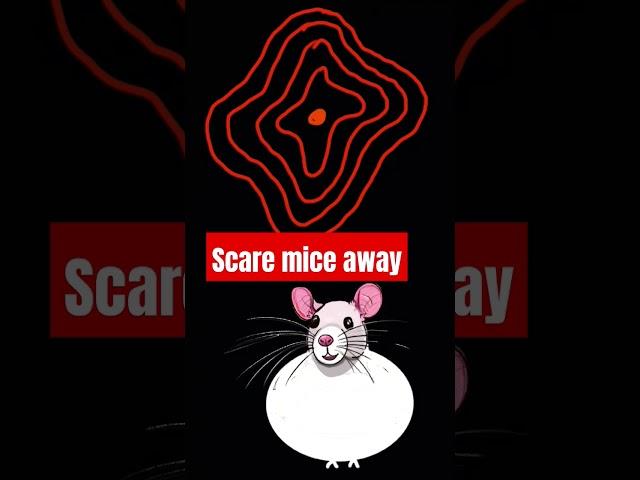 Sounds to scare mice away 10. How to stop those scratching mouse noises. Repeat as needed