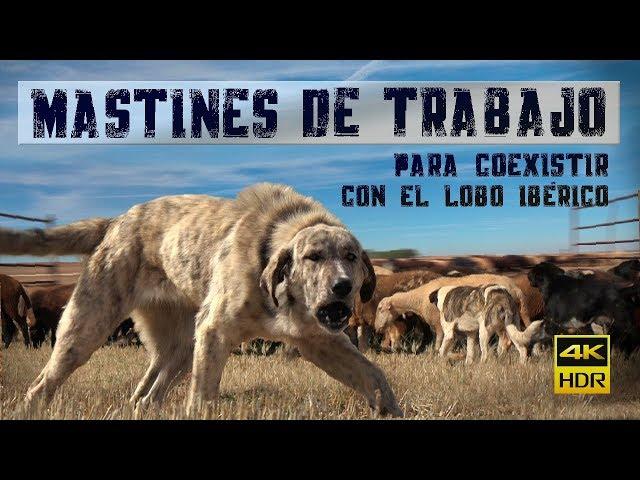 Mastines de Trabajo para coexistir con el lobo ibérico [MEDIDAS PREVENTIVAS]