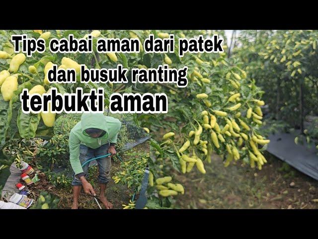 Cara atasi cacar buah cabe (patek) dan layu