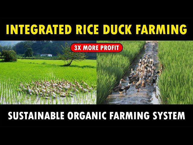 Integrated Rice Duck Farming | Sustainable Organic Farming System