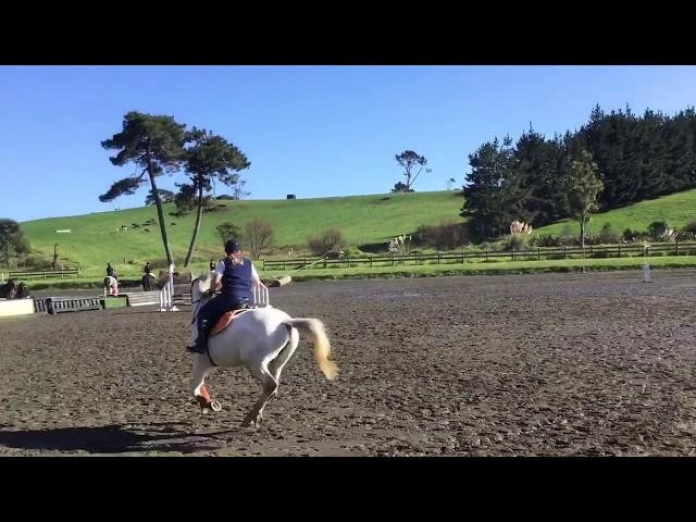 Storme Waitemata Showjumping 80cm 2017