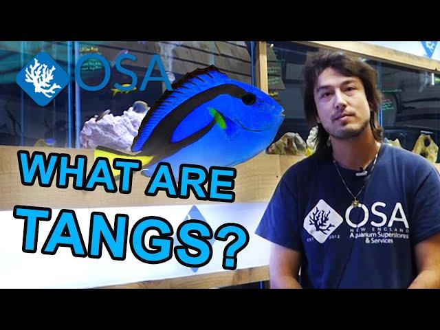 What Are Tangs? | What is a Fish with Taras