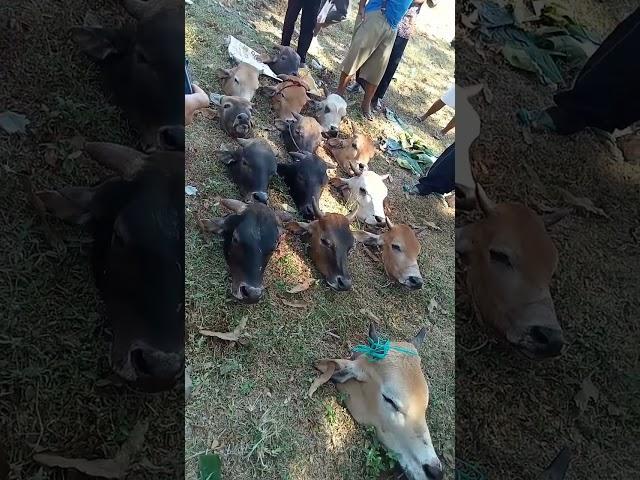 Kepala sapi hewan qurban #shorts #shortvideo #idhuladha  #sapiqurban2023  #sapi