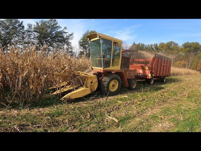 Some Regular Corn Chopping Action of the New to Us New Holland 1895