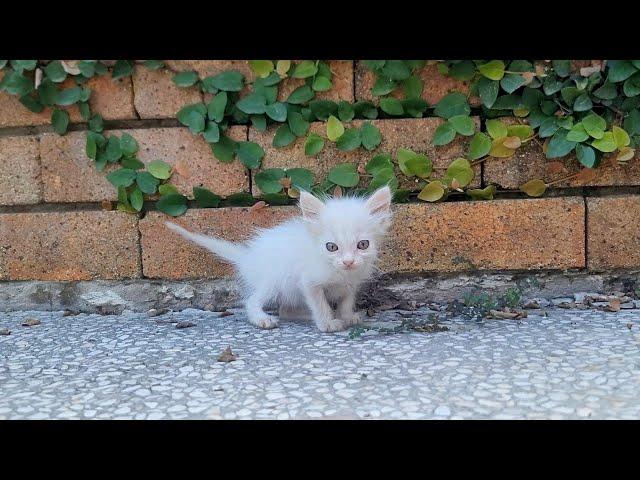 Lonely Kitten was starving and asking for help