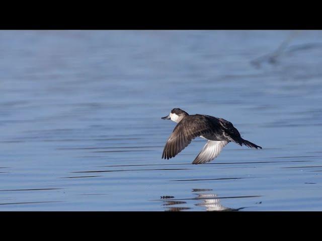 Ciénega: Protecting Wetlands for Birds