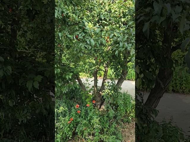 나와함께한15년 #왕보리수나무 사랑스럽또#은파