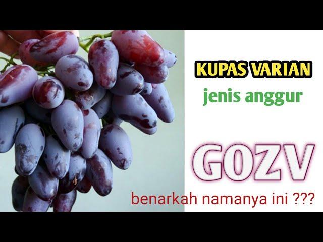 ANGGUR GOZV - kupas varian jenis anggur