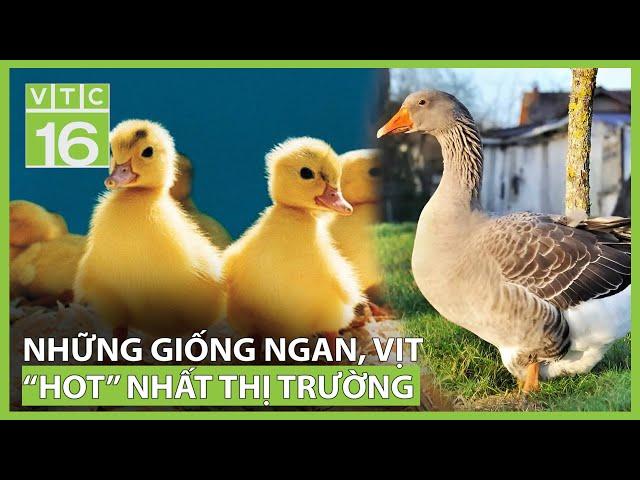 Những giống ngan, vịt “hot” nhất thị trường | VTC16