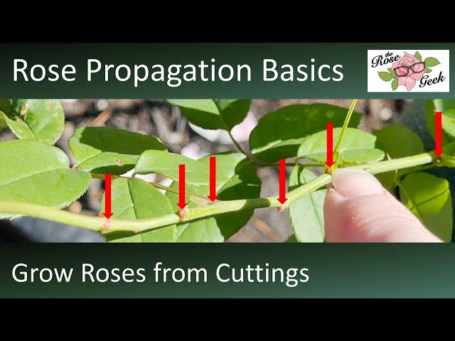  Propagate Roses from Cuttings // Lessons Learned to Grow Roses from Cuttings