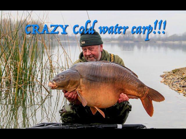 crazy cold water carp