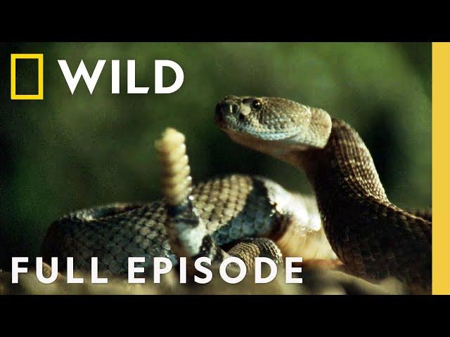 World's Most Venomous Snakes: Ultimate Faceoff (Full Episode) | When Predators Attack