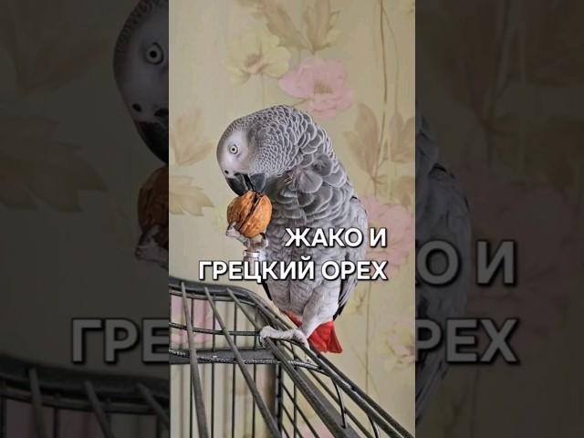 Я смеялась в голос. У меня невероятно умные и абсолютно разные птицы  Как вам? #попугай #parrot