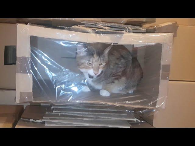 Kings (and Queens) of the Cardboard Castle! | Manchester Moggies